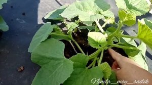 ДЛЯ ЧЕГО НУЖНА ФОРМИРОВКА ДЫНЬ? Актуально для Сибири.