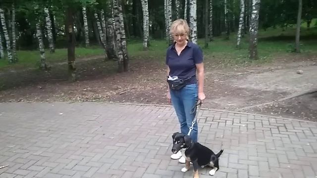 Дрессировка собак - Энтлебухер зенненхунд ГУДВИН 5 мес -КОРРЕКТИРОВКА ПОВЕДЕНИЯ С ИСПОЛЬЗОВАНИЕМ СП смотреть онлайн