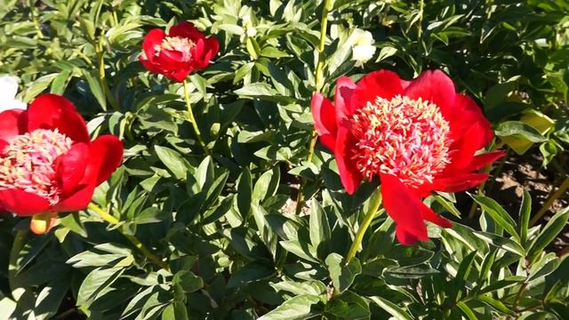 Пионы ORCHID ANNA, CYTHEREA, WALTER MAINS смотреть онлайн