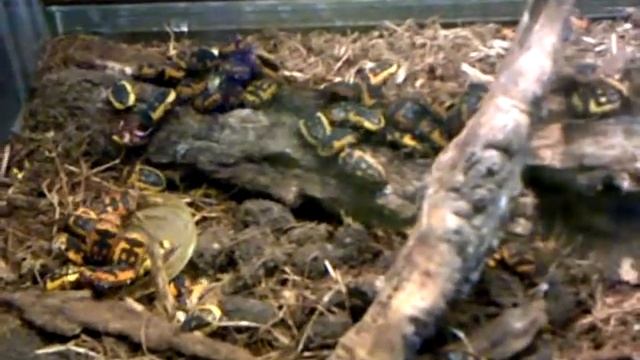 жуки или тараканы смотреть онлайн