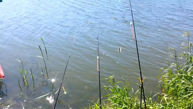 20150607 101109 рыбалка на водохранилище Лошица, парк Курасовщина, Минск, Беларусь смотреть онлайн