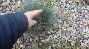 ДЕЛЮСЬ ОПЫТОМ: ЧТО НЕ НАДО ДЕЛАТЬ С ОВСЯНИЦЕЙ СИЗОЙ