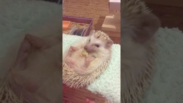 Как ежик кусается смотреть онлайн