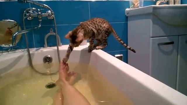 Бенгалка в ванной,Bengal cat in the bathroom смотреть онлайн