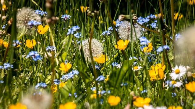 Forget Me Not Blue Flowers (HD1080p) смотреть онлайн
