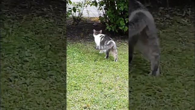 How do cats react outside? смотреть онлайн