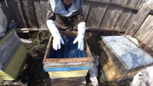 РАБОТА С УЛЬЯМИ РУТА РАННЕЙ ВЕСНОЙ, МОЯ ТЕХНОЛОГИЯ ВОЖДЕНИЯ ПЧЁЛ