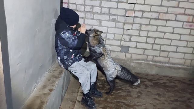 Лисам угощение по очереди смотреть онлайн