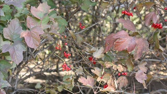 Любимое время года смотреть онлайн