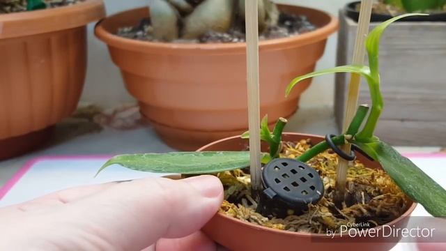 Орхидея Ваниль(Vanilla planifolia)в комнатных условиях смотреть онлайн