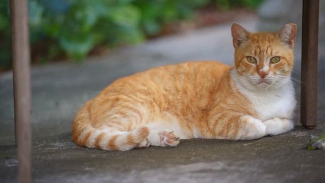 Sony A7 IV Animal Eye AF - 4K Video Sample смотреть онлайн