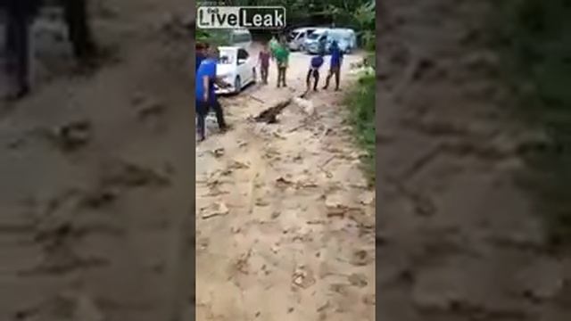 Спасение собаки от питона смотреть онлайн