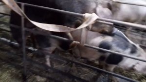 что делать если свинка не подпускает хряка