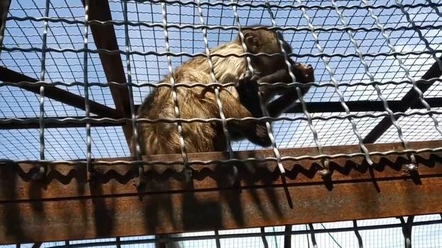 Олег Зубков: о возможном запрете на аренду панд