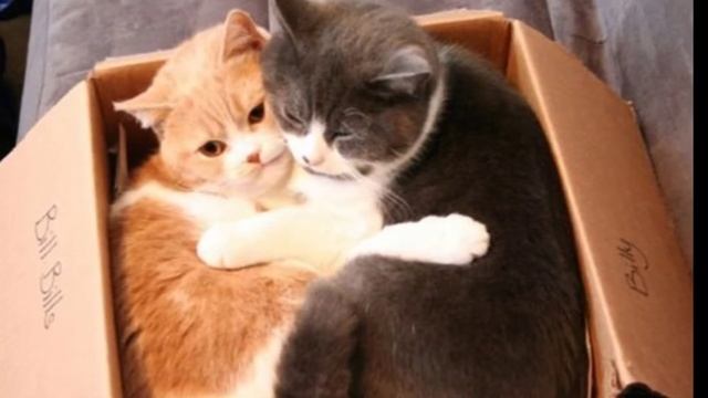 Почему кошки любят коробки? смотреть онлайн