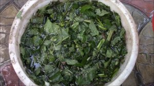 Крапива.  Как заготовить? Крапивная вода.Собираем и заготавливаем крапиву!!