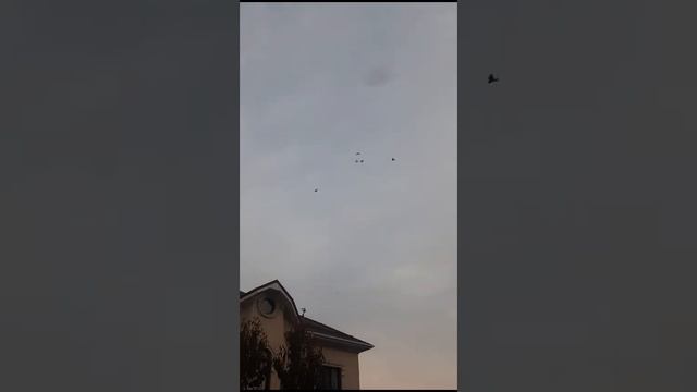 Usbekische Tauben. Uzbek pigeon. смотреть онлайн