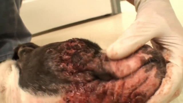 Сквамозная форма демодекоза у собак смотреть онлайн