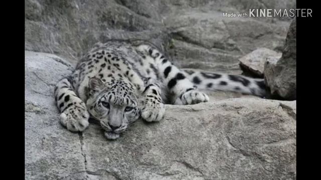 СНЕЖНЫЙ БАРС | НЕКОТОРЫЕ ФАКТЫ О Нем | смотреть онлайн