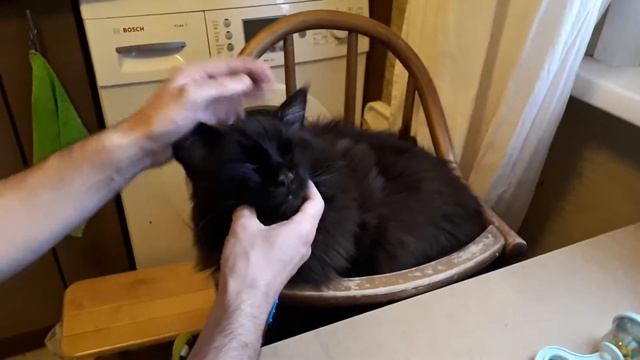 Кот очень крепко спит смотреть онлайн