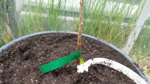 Посадка СМОРОДИНЫ в бочки