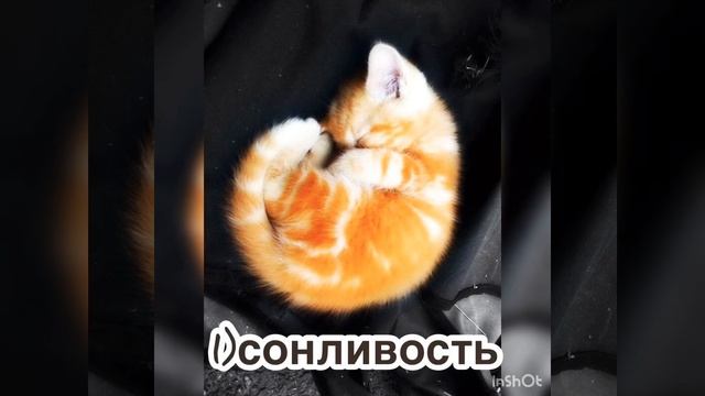 КАК РЕШИТЬСЯ НА ПОКУПКУ КОТЁНКА?ЧТО ОЖИДАТЬ В ПЕРВЫЕ ДНИ ПОЯВЛЕНИЯ? смотреть онлайн