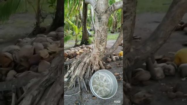 A day in Arno atol, marshall islands смотреть онлайн