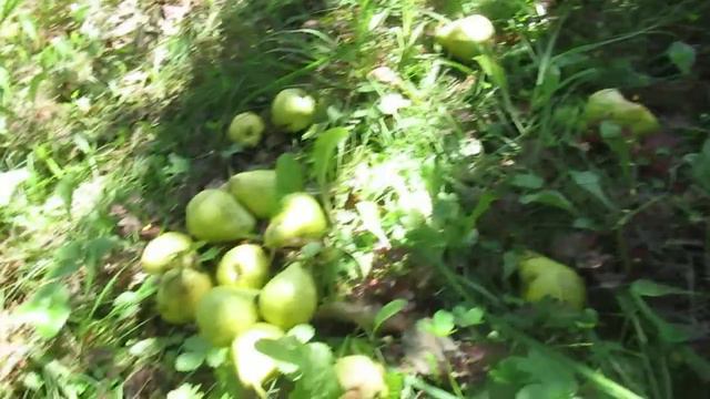 Вот и груши зашелестели... смотреть онлайн