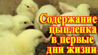 Сколько Весят Цыплята Бройлера? Выращивание Бройлеров на Сетке. Вес Бройлера в 4 дня.