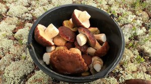 НОЧЬЮ МОРОЗ, РЫБАЛКИ НЕТ , НО ПОПАЛИ В ЦАРСТВО БЕЛЫХ ГРИБОВ ПОСЛЕ КРУПНОЙ СЕВЕРНОЙ КЛЮКВЫ, УДАЧА!