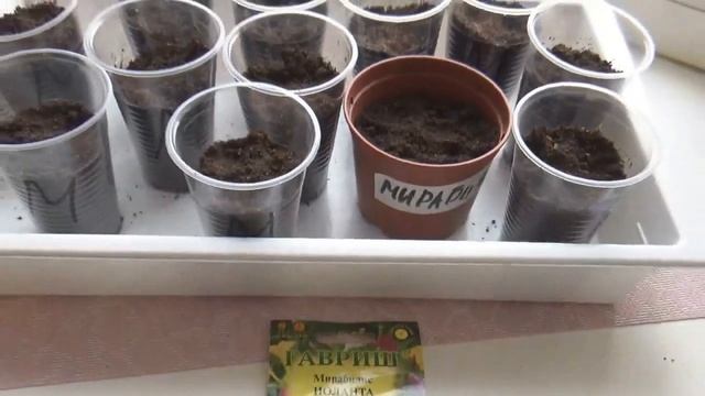 МИРАБИЛИС-ночная красавица//выращивание//посев.