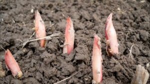 Садовые цветы весной