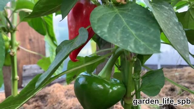 Перцы в теплице? подкормка, полив и правильный уход смотреть онлайн