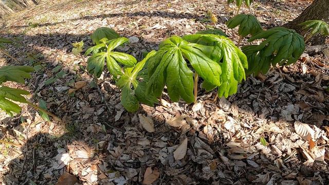 How To Identifying Medicinal And Edible Plants