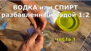 супер поздняя посадка моркови, как ускорить прорастание семян моркови часть 1 эксперимент