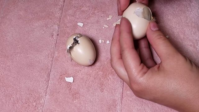 Helping Eggs Hatch | How To Save the Chick смотреть онлайн