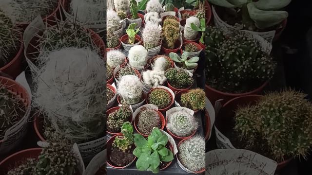 #кактус смотреть онлайн