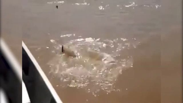 Поймал дед рыбку! смотреть онлайн