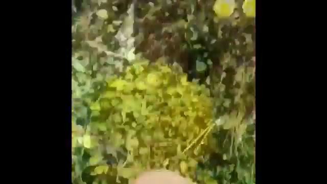 Моё дачное утро! смотреть онлайн