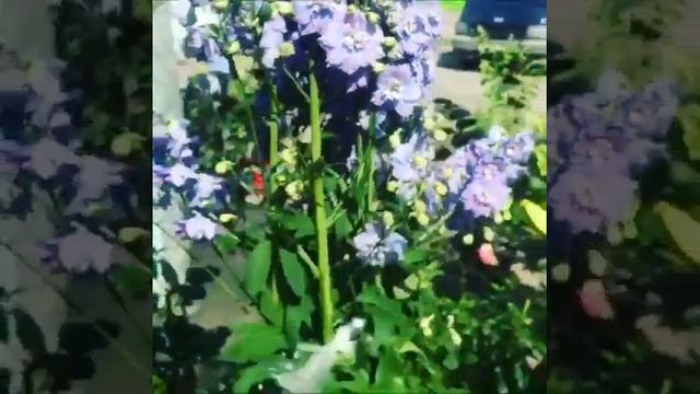 Дельфиниум смотреть онлайн