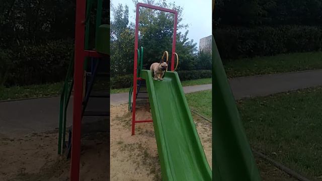 Французский бульдог - ЛУИ, катается с горки:) смотреть онлайн