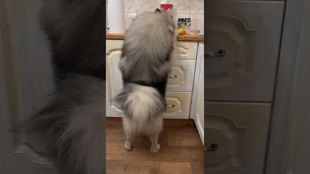 Добывает завтрак #food #yummy #кеесхонд #keeshond #dog #funny смотреть онлайн