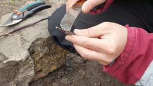 Прививка деревьев весной. Прививка яблони в расщеп