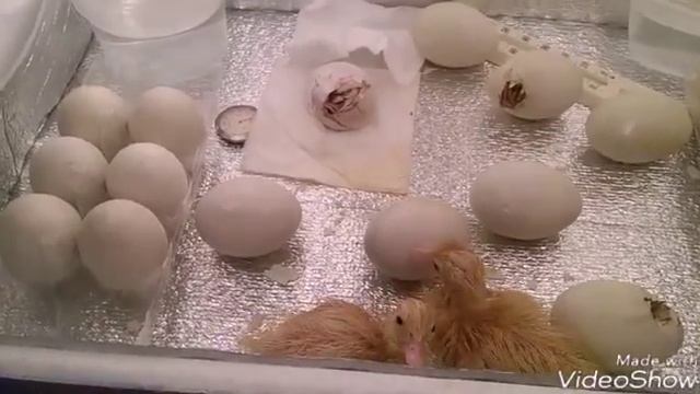 Вывод мускусных утят.Взвешивание мускусного утенка О дней. смотреть онлайн