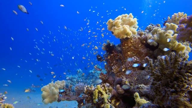 Фантазия "Танец во сне"-Мехрож Мухторов смотреть онлайн