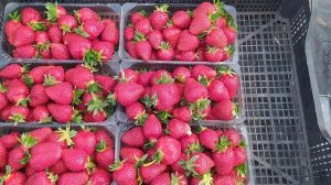 Клубника Клери. Чем её подкармливать и когда?