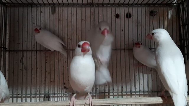 জাভা পাখি পালন পদ্ধতি,How to breed java sprrow in bd? смотреть онлайн
