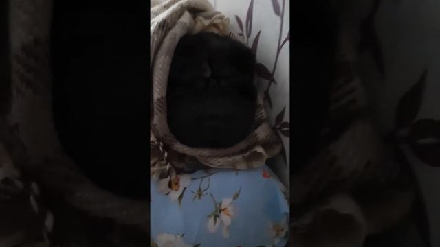 обогрев Шарпея после купания смотреть онлайн