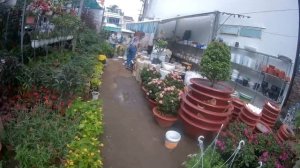 Вьетнам Нячанг 2018. Комнатные растения и цветы в Нячанге.