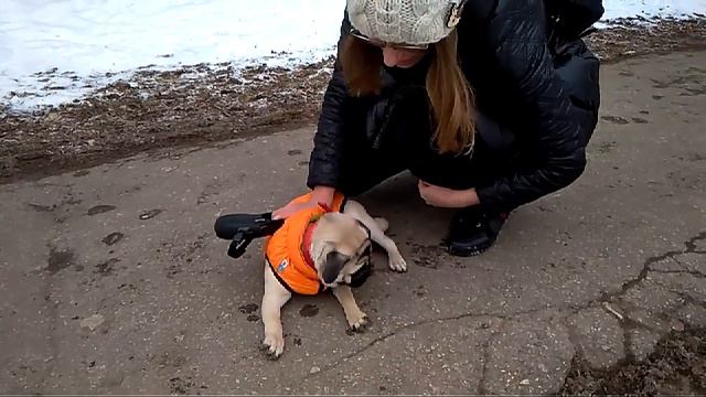 Дрессировка собак -мопс Ева 6 мес.Дрессировшик Ольга смотреть онлайн